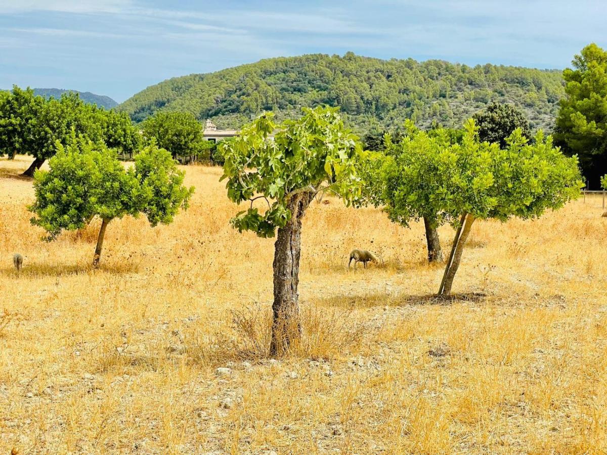 Wunderschoene Mit Wlan Und Heizung * Alcudia (Mallorca)